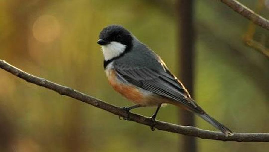 Burung Pachycephalidae. (Wikipedia)