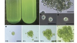 Keunikan Alga Chlamydomonas yang Antarkan 3 Ilmuwan Raih Nobel