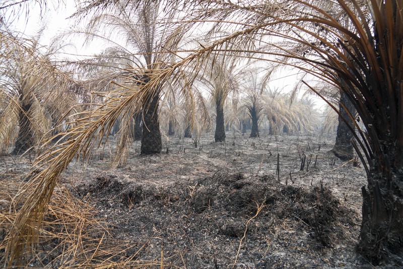 Di tengah upaya penanganan intensif pemadaman kebakaran hutan dan lahan (karhutla) di Sumatera Selatan, kabut asap masih dirasakan warga. Situasi ini menyelimuti Kota Palembang pada Kamis sore (8/10). (Dok BNPB)