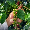 Produktivitas Kopi RI Kalah Jauh Dari Vietnam, 800 Ribu kg Vs 2 Juta Ton/ha