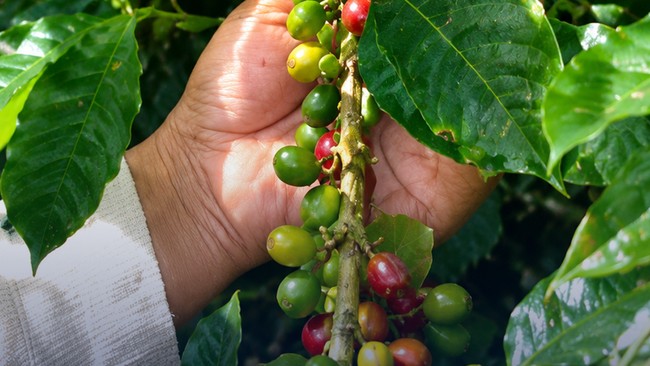 Kopi RI Digemari Dunia Tapi Produktivitas Kalah Dari Vietnam