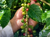 Produktivitas Kopi RI Kalah Jauh Dari Vietnam, 800 Ribu kg Vs 2 Juta Ton/ha