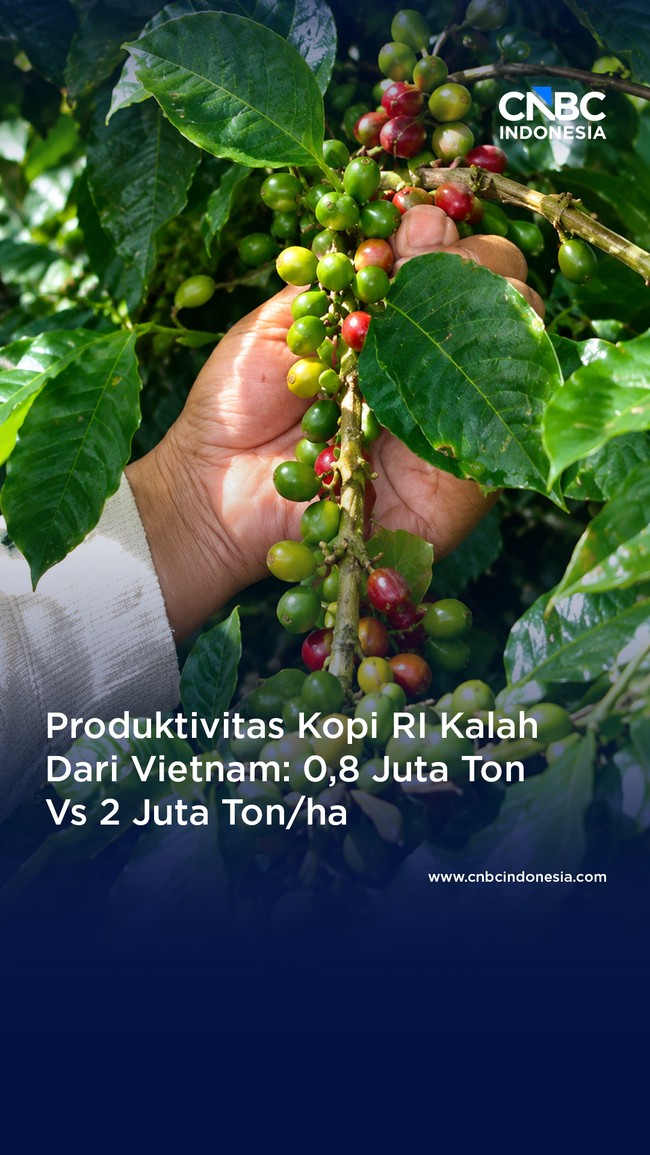 Produktivitas Kopi RI Kalah Jauh Dari Vietnam, 800 Ribu kg Vs 2 Juta Ton/ha
