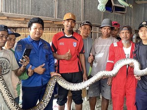 Ular Piton 5 Meter Bertelur di Belakang Rumah Warga Sidrap
