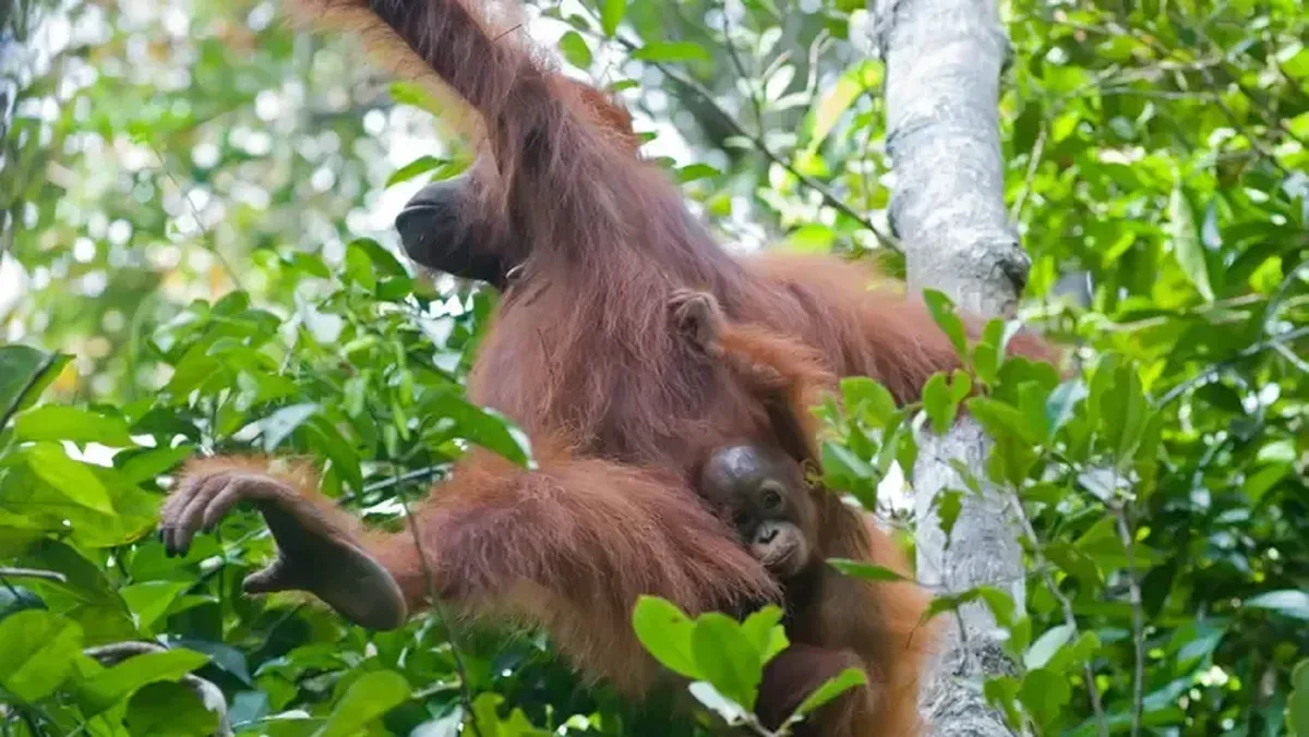Ilustrasi berita Teknologi: Induk Orangutan Kalimantan Ternyata Carikan Teman Main untuk Anaknya