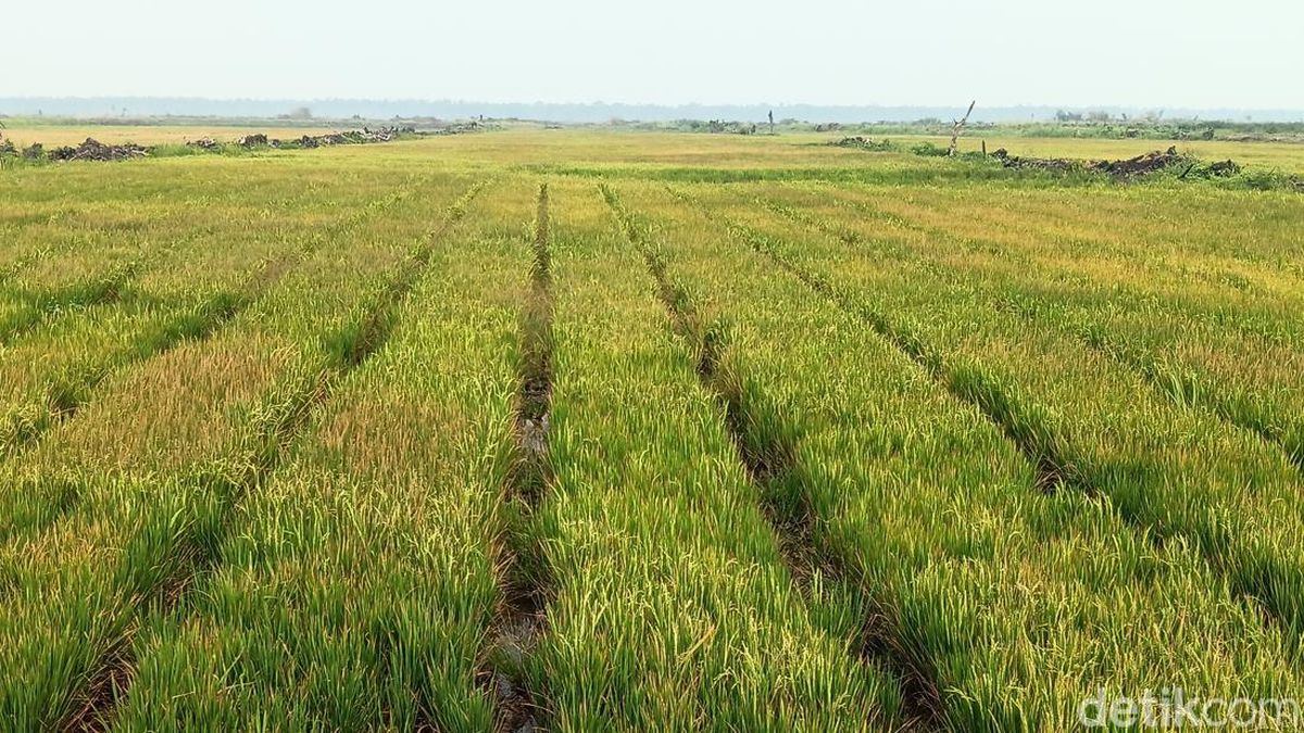 Korea Bidik Proyek Irigasi 750.000 Hektare Lahan Pertanian di Merauke — NadiKabar.com