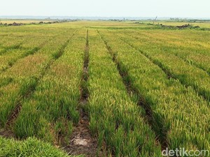 Korea Bidik Proyek Irigasi 750.000 Hektare Lahan Pertanian di Merauke