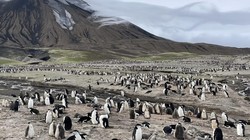 Koloni Penguin Terbesar di Dunia Kini Tinggal Kenangan