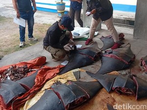 Video: Polisi Gagalkan Penyelundupan Pari Mobula, 3 Pelaku Diamankan
