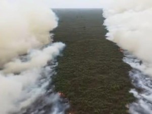 Viral Asap Karhutla TN Tanjung Puting Berhadapan, BNPB Ungkap Kendala Pemadaman