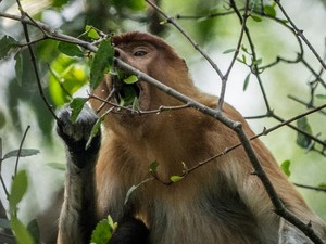 Potret Nasib Bekantan-Orang Utan di Tengah Karhutla Kalimantan