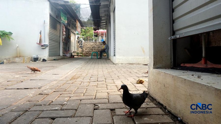 Suasana pejualan di Sentra Fauna dan Kuliner Lenteng Agung, Jakarta Selatan, Senin (12/10/2026). (CNBC Indonesia/Muhammad Sabki)