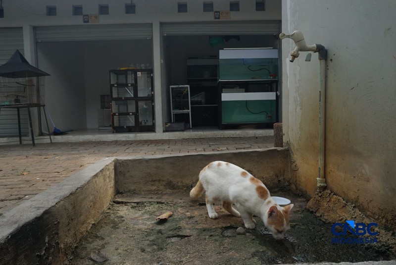 Suasana pejualan di Sentra Fauna dan Kuliner Lenteng Agung, Jakarta Selatan, Senin (12/10/2026). (CNBC Indonesia/Muhammad Sabki)