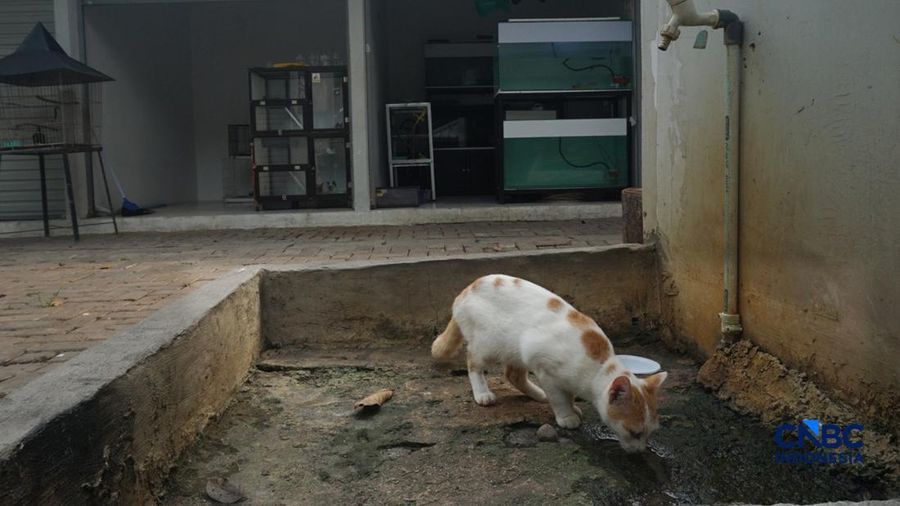 Suasana pejualan di Sentra Fauna dan Kuliner Lenteng Agung, Jakarta Selatan, Senin (12/10/2026). (CNBC Indonesia/Muhammad Sabki)