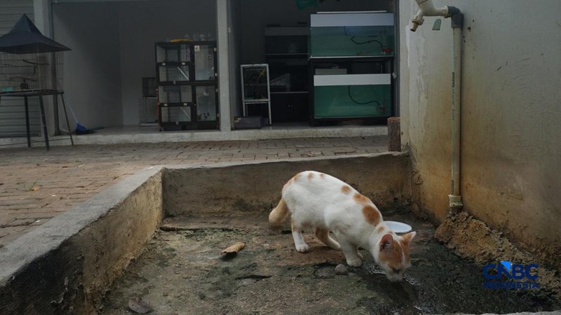 Suasana pejualan di Sentra Fauna dan Kuliner Lenteng Agung, Jakarta Selatan, Senin (12/10/2026). (CNBC Indonesia/Muhammad Sabki)