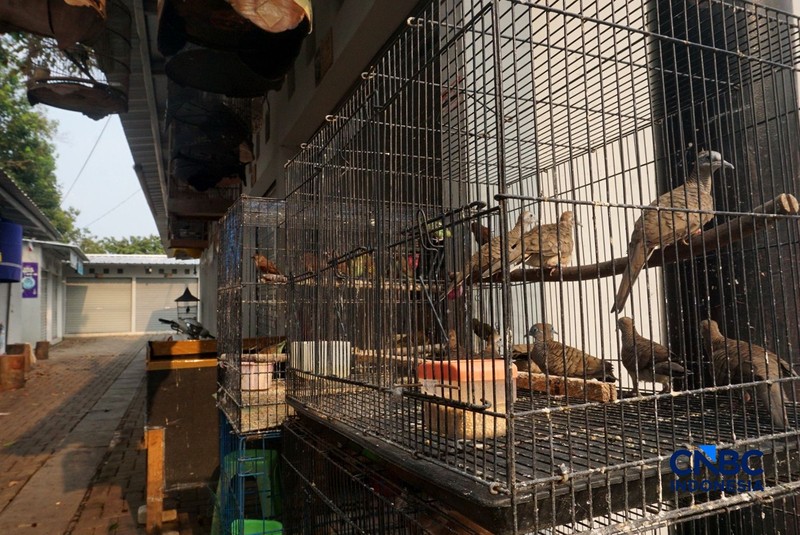 Suasana pejualan di Sentra Fauna dan Kuliner Lenteng Agung, Jakarta Selatan, Senin (12/10/2026). (CNBC Indonesia/Muhammad Sabki)