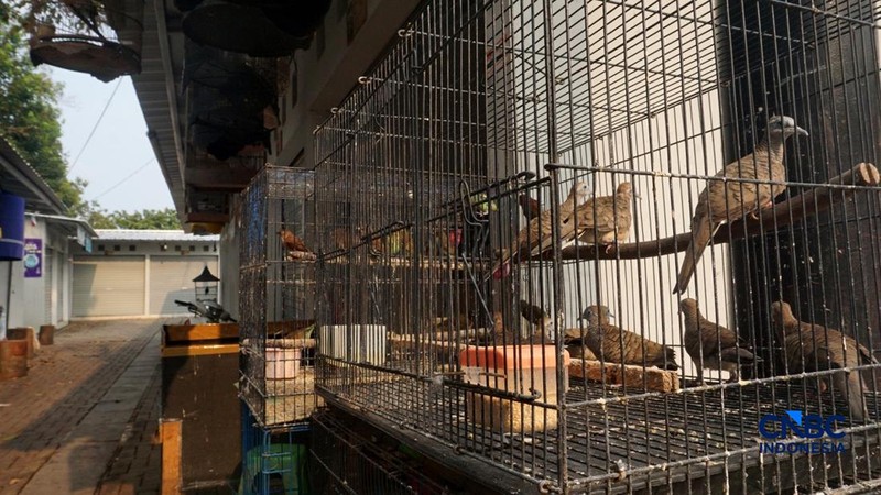 Suasana pejualan di Sentra Fauna dan Kuliner Lenteng Agung, Jakarta Selatan, Senin (12/10/2026). (CNBC Indonesia/Muhammad Sabki)