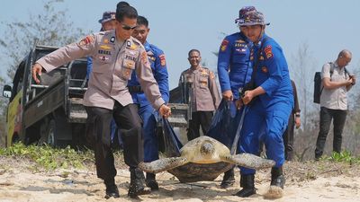 20 Penyu Hijau Hasil Sitaan Dilepasliarkan di Bali