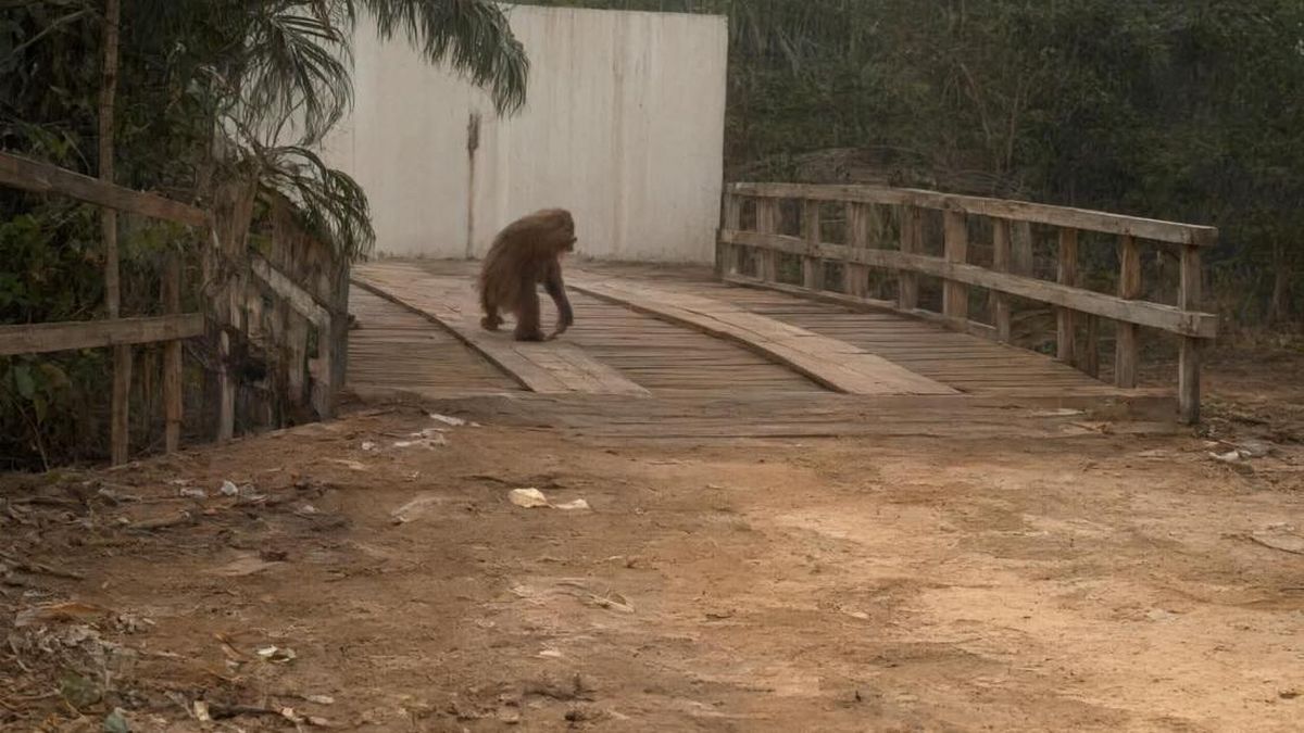 Ilustrasi berita Nasional: Habitat Terbakar, Seekor Orang Utan di Kalteng Muncul ke Jalan untuk Cari Makan