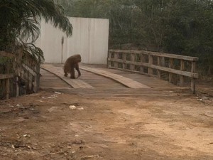 Pilu, Orang Utan Keluyuran di Jalanan Cari Makan Setelah Rumah Dilalap Api