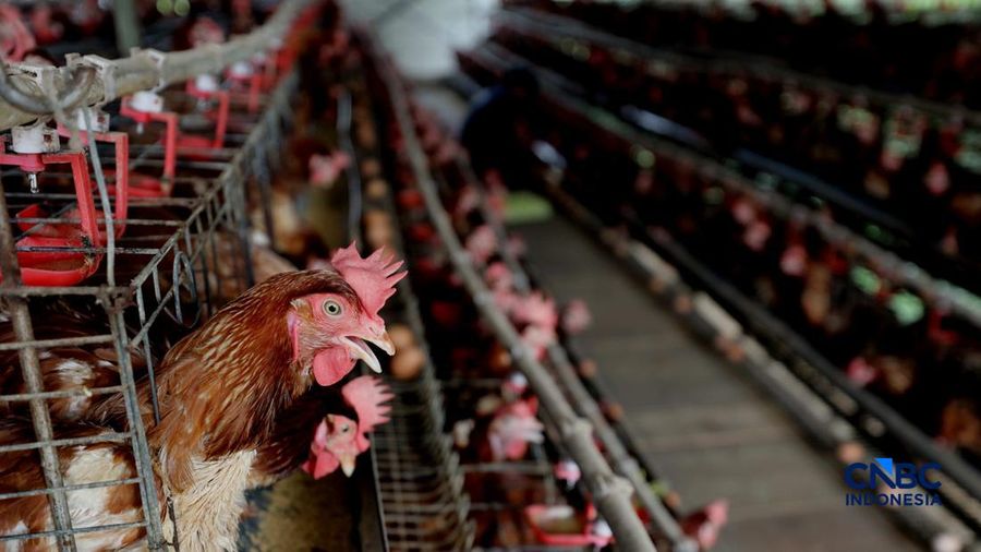 Peternakan yang dikelola oleh BUMDes Kuntum Mekar, Desa Waringinjaya, Bojonggede, Kabupaten Bogor, Jawa Barat, Selasa (13/10/2026). (CNBC Indonesia/Tri Susilo)
