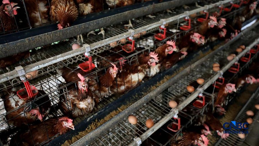 Peternakan yang dikelola oleh BUMDes Kuntum Mekar, Desa Waringinjaya, Bojonggede, Kabupaten Bogor, Jawa Barat, Selasa (13/10/2026). (CNBC Indonesia/Tri Susilo)