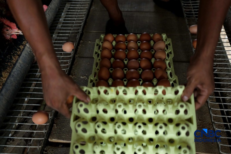 Peternakan yang dikelola oleh BUMDes Kuntum Mekar, Desa Waringinjaya, Bojonggede, Kabupaten Bogor, Jawa Barat, Selasa (13/10/2026). (CNBC Indonesia/Tri Susilo)