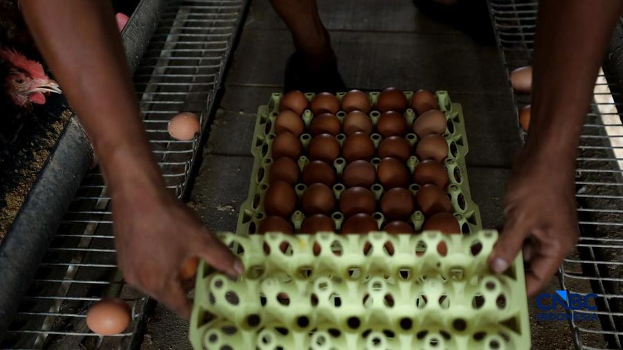 Peternakan yang dikelola oleh BUMDes Kuntum Mekar, Desa Waringinjaya, Bojonggede, Kabupaten Bogor, Jawa Barat, Selasa (13/10/2026). (CNBC Indonesia/Tri Susilo)