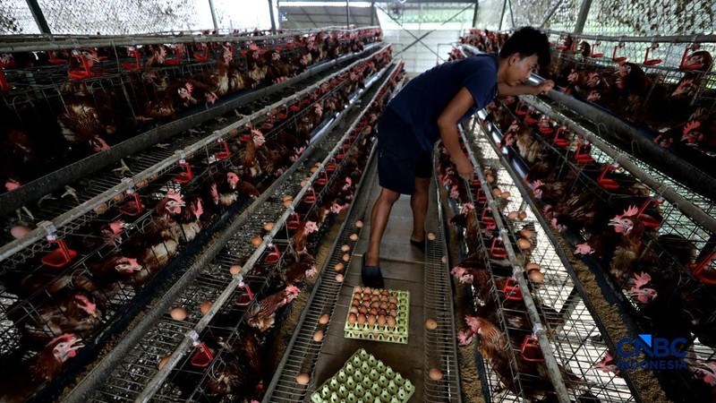 Peternakan yang dikelola oleh BUMDes Kuntum Mekar, Desa Waringinjaya, Bojonggede, Kabupaten Bogor, Jawa Barat, Selasa (13/10/2026). (CNBC Indonesia/Tri Susilo)