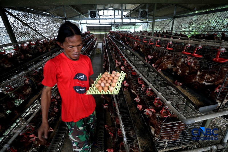 Peternakan yang dikelola oleh BUMDes Kuntum Mekar, Desa Waringinjaya, Bojonggede, Kabupaten Bogor, Jawa Barat, Selasa (13/10/2026). (CNBC Indonesia/Tri Susilo)