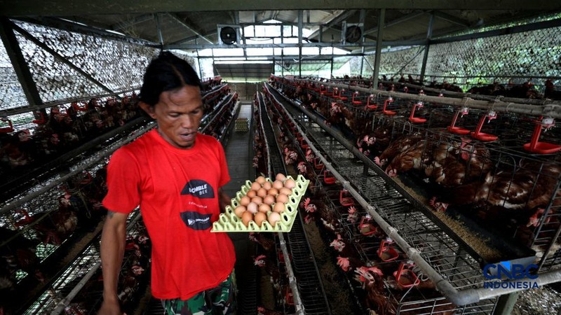 Peternakan yang dikelola oleh BUMDes Kuntum Mekar, Desa Waringinjaya, Bojonggede, Kabupaten Bogor, Jawa Barat, Selasa (13/10/2026). (CNBC Indonesia/Tri Susilo)