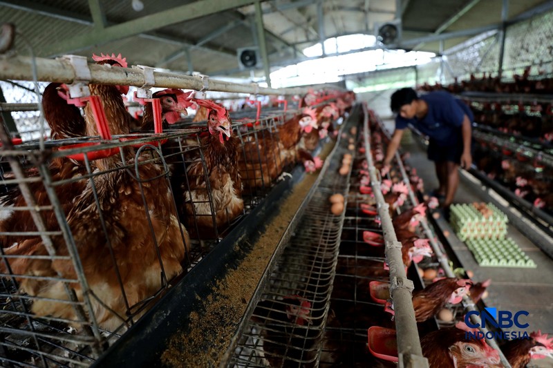 Peternakan yang dikelola oleh BUMDes Kuntum Mekar, Desa Waringinjaya, Bojonggede, Kabupaten Bogor, Jawa Barat, Selasa (13/10/2026). (CNBC Indonesia/Tri Susilo)