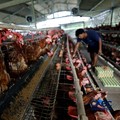 Desa di Bogor Ini Jadi Raja Telur Ayam, Sehari Bisa Hasilkan 950 Butir