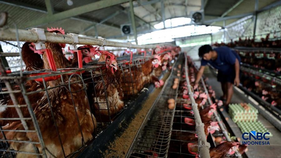 Peternakan yang dikelola oleh BUMDes Kuntum Mekar, Desa Waringinjaya, Bojonggede, Kabupaten Bogor, Jawa Barat, Selasa (13/10/2026). (CNBC Indonesia/Tri Susilo)