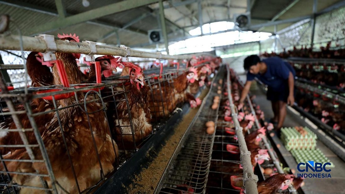 Desa di Bogor Ini Jadi Raja Telur Ayam, Sehari Bisa Hasilkan 950 Butir