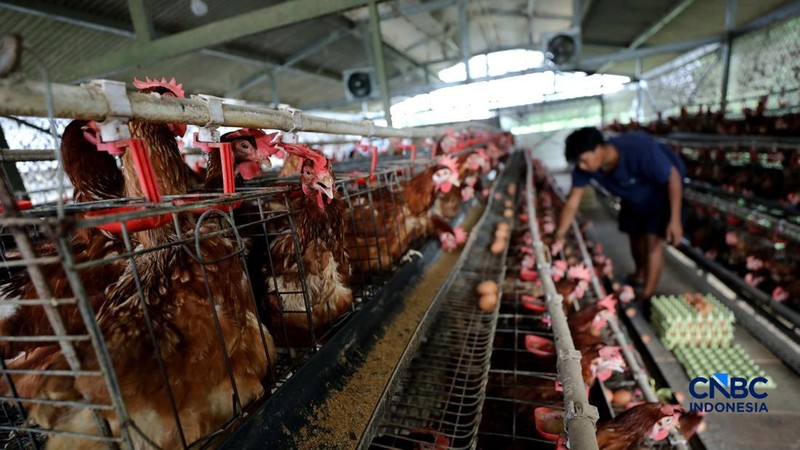 Peternakan yang dikelola oleh BUMDes Kuntum Mekar, Desa Waringinjaya, Bojonggede, Kabupaten Bogor, Jawa Barat, Selasa (13/10/2026). (CNBC Indonesia/Tri Susilo)