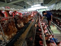 Desa di Bogor Ini Jadi Raja Telur Ayam, Sehari Bisa Hasilkan 950 Butir