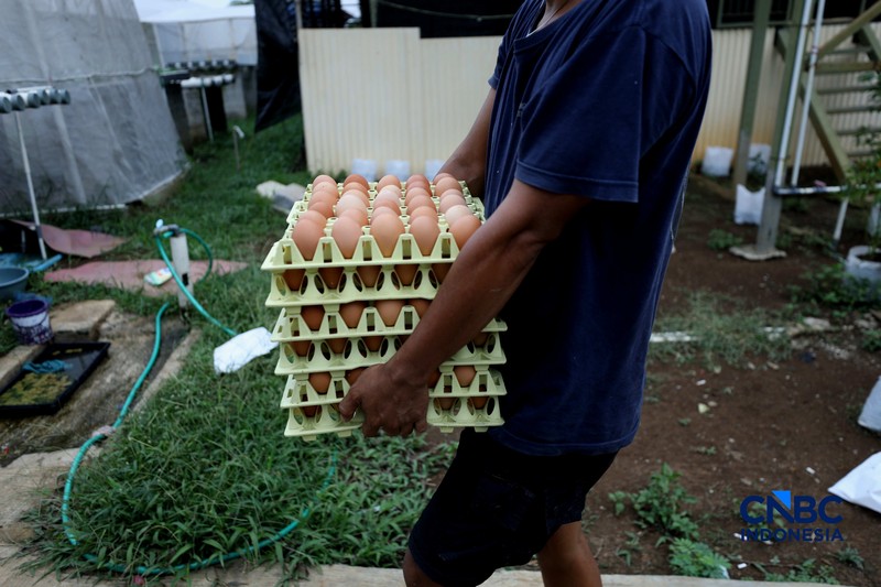 Peternakan yang dikelola oleh BUMDes Kuntum Mekar, Desa Waringinjaya, Bojonggede, Kabupaten Bogor, Jawa Barat, Selasa (13/10/2026). (CNBC Indonesia/Tri Susilo)