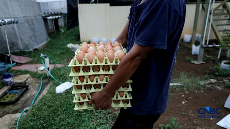 Peternakan yang dikelola oleh BUMDes Kuntum Mekar, Desa Waringinjaya, Bojonggede, Kabupaten Bogor, Jawa Barat, Selasa (13/10/2026). (CNBC Indonesia/Tri Susilo)
