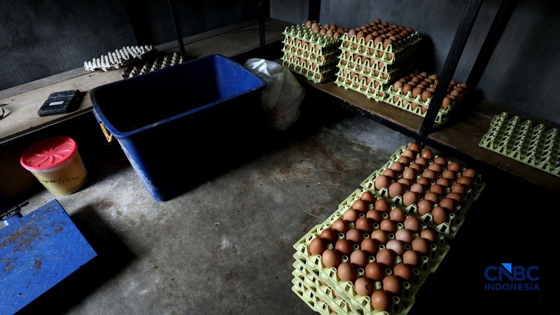 Peternakan yang dikelola oleh BUMDes Kuntum Mekar, Desa Waringinjaya, Bojonggede, Kabupaten Bogor, Jawa Barat, Selasa (13/10/2026). (CNBC Indonesia/Tri Susilo)