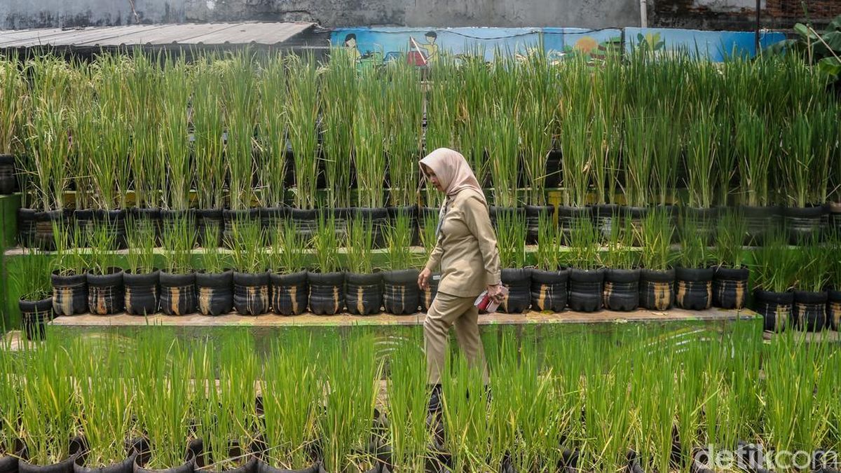 Warga Pasar Minggu Manfaatkan Galon Bekas untuk Tanam Padi — NadiKabar.com