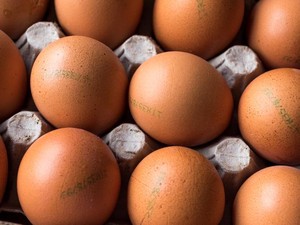 Apa Beda Telur dengan Label Cage-Free, Free-Range, dan Pasture-Raised?