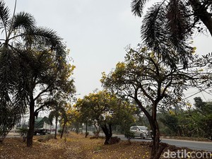 Bunga Tabebuya Bermekaran di Jalan Noerdin Pandji Palembang