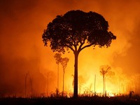 Sebuah area hutan hujan Amazon yang telah digunduli terbakar selama musim kemarau di wilayah Autazes, negara bagian Amazonas, Brasil. 12 Oktober 2026. (REUTERS/Bruno Kelly)