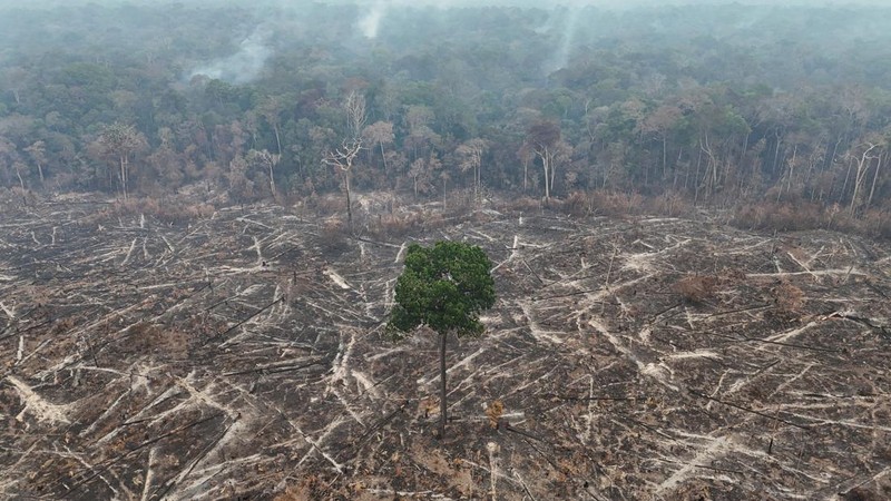 Tampilan dari drone yang memperlihatkan area hutan hujan yang telah digunduli, dengan asap membubung dari kebakaran yang terjadi selama musim kemarau di wilayah Autazes, negara bagian Amazonas, Brasil, pada 12 Oktober 2026.