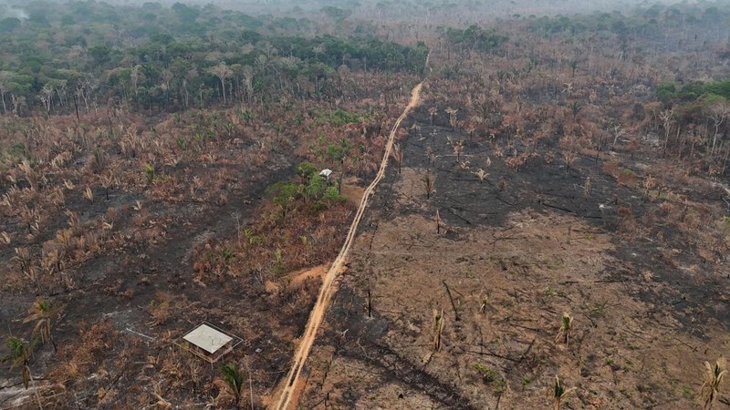 Tampilan drone yang memperlihatkan area hutan hujan yang telah digunduli dan hangus akibat kebakaran hutan selama musim kemarau di wilayah kotamadya Autazes, negara bagian Amazonas, Brasil, pada 12 Oktober 2026.
