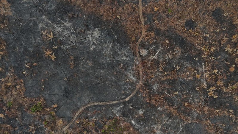 Tampilan drone yang memperlihatkan area hutan hujan yang telah digunduli dan hangus akibat kebakaran hutan selama musim kemarau di wilayah kotamadya Autazes, negara bagian Amazonas, Brasil, pada 12 Oktober 2026.