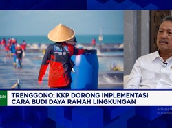Benih Lobster Ilegal Mengalir ke Vietnam Cs, Indonesia Rugi USD 1 Miliar Per Tahun