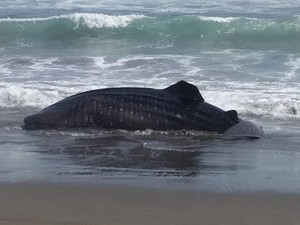 Hiu Paus 6 Meter Terdampar Mati di Pantai Tanggulangin Kebumen