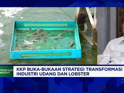 Menteri Trenggono & Jurus KKP Berantas Penyelundupan Benih Lobster
